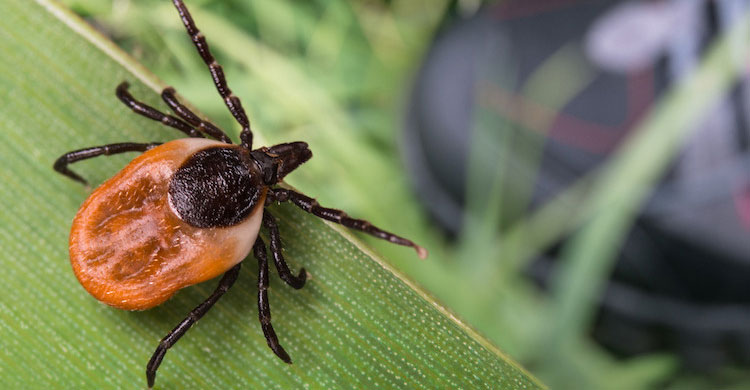 Tick-Borne Diseases May Spread Due To Warmer Weather