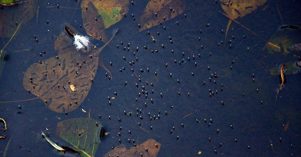 WHO Plans for Rise in Mosquito-Borne Disease Due To El Nino